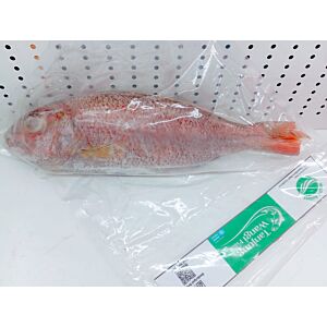 Ikan Angkoli (0.7-0.95)
