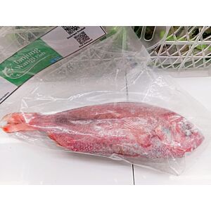 Ikan Kakap Merah (0.5-0.7)