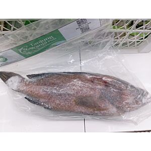 Ikan Kerapu (0.5-0.7)