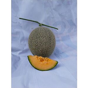 Melon Aurora