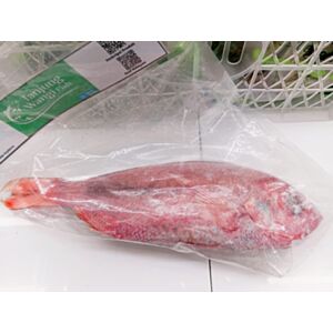 Ikan Kakap Merah (0.7-1.0)