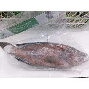 Ikan Kerapu (0.5-0.7)