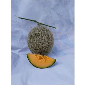 Melon Aurora